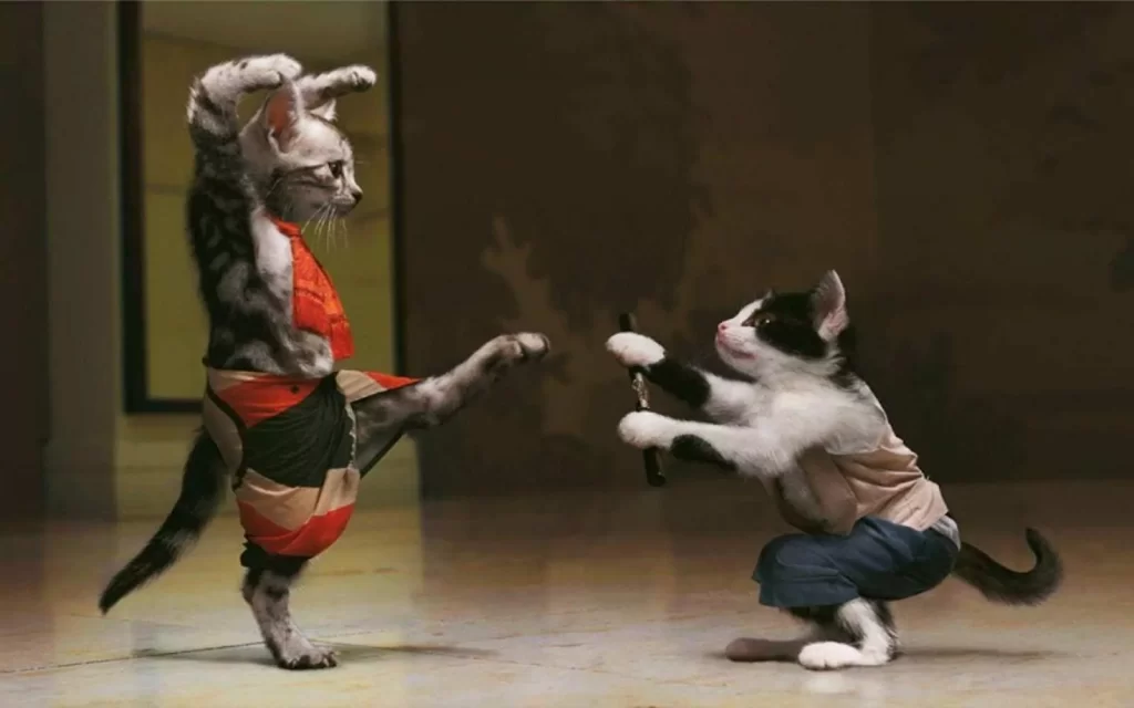 Funny Picture of Kung-Fu Cat