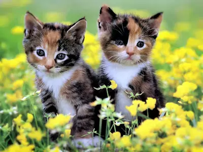 Two Cute Kittens